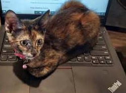 Kitten on computer